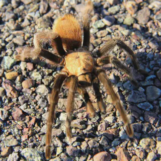 /img/18433-texas-tarantula-venom.webp