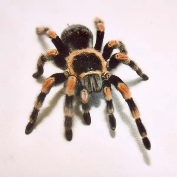 /img/18434-red-tarantula-diet.webp