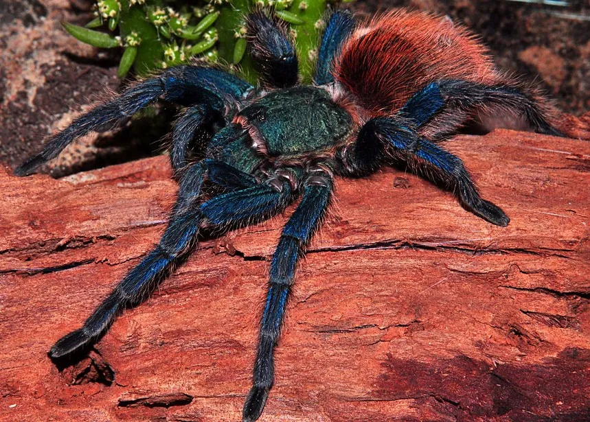 18434 red tarantula venom
