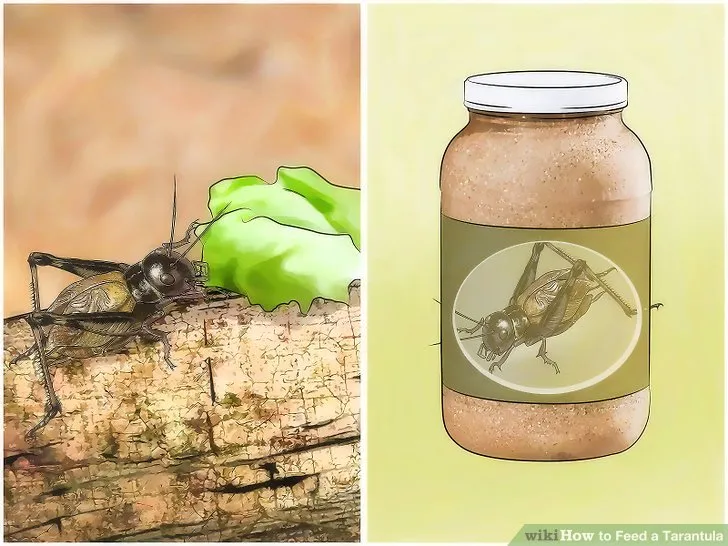 18435 healthy tarantula