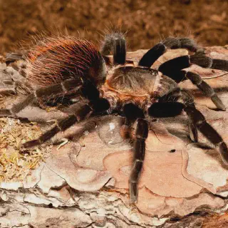 /img/18436-tarantula-enclosure.webp