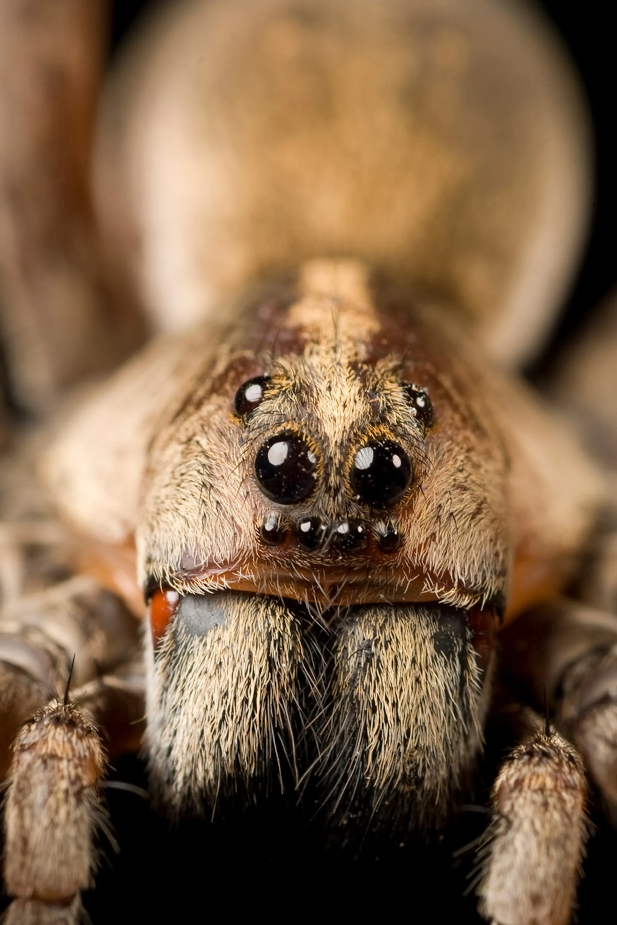 18437 eight eyes tarantula defensive pose