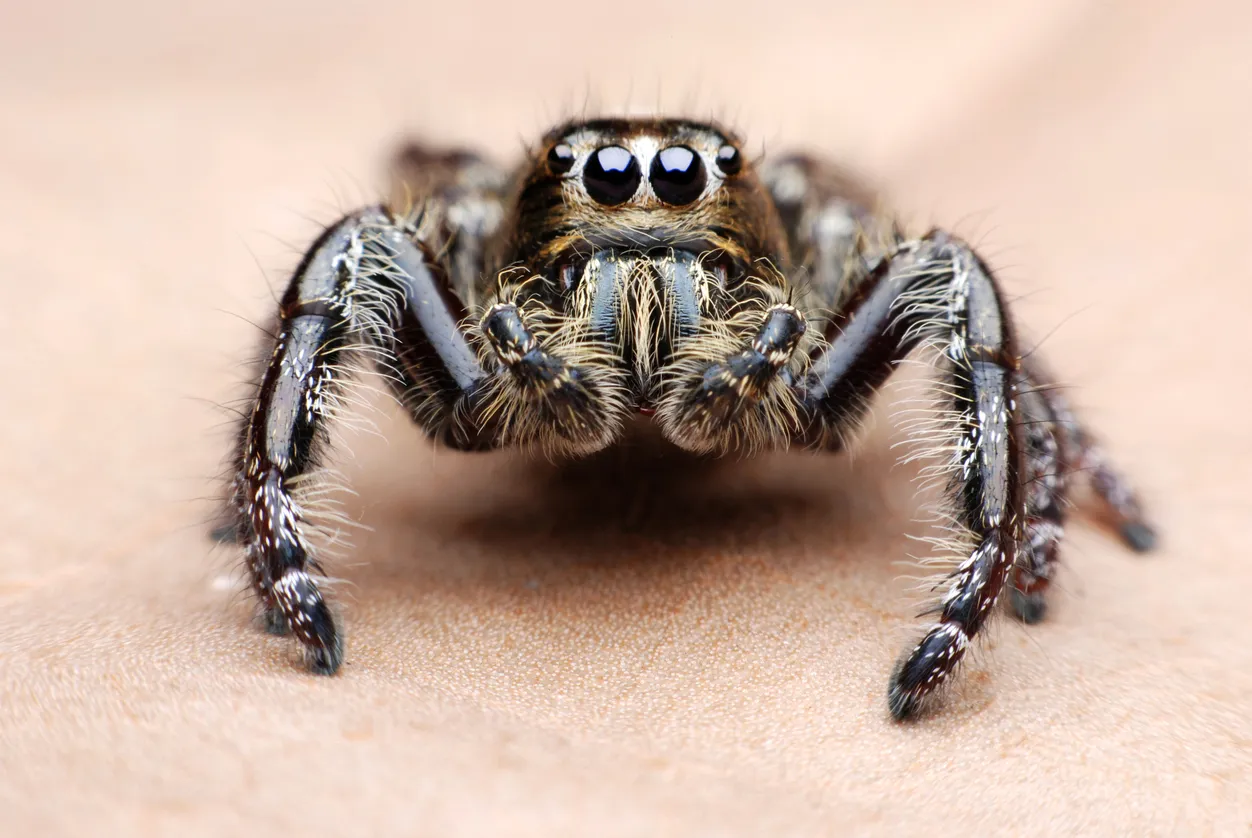 18437 eight eyes tarantula species