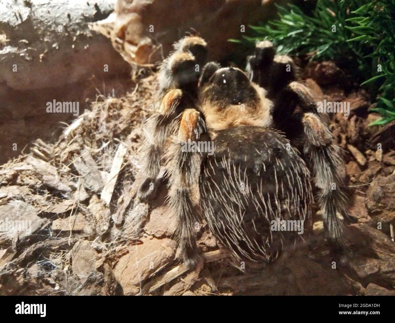 18440 tarantula hiding place