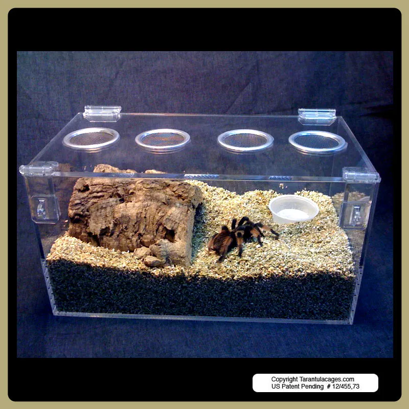 18440 tarantula in cage