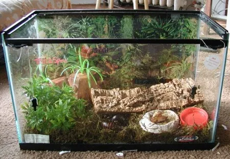 18440 tarantula substrate