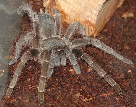 18440 tarantula water dish
