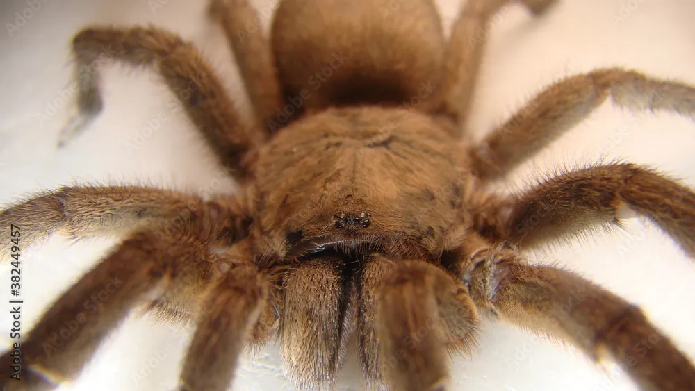 18442 beginner tarantula species