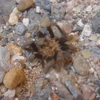 /img/18442-tarantula-spider-enclosure.webp