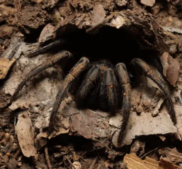 18442 tarantula spider feeding