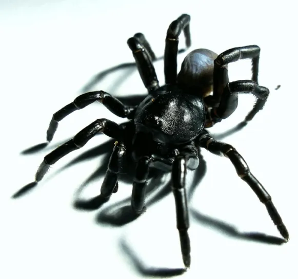 18442 tarantula spider habitat