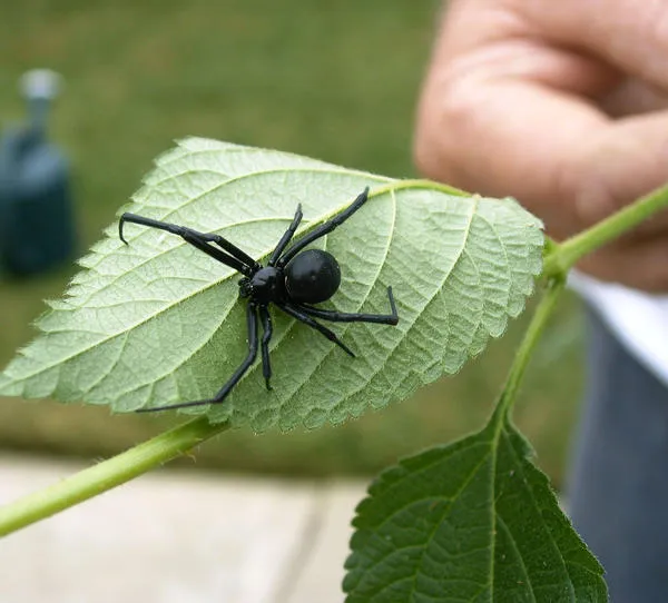 18442 tarantula spider handling