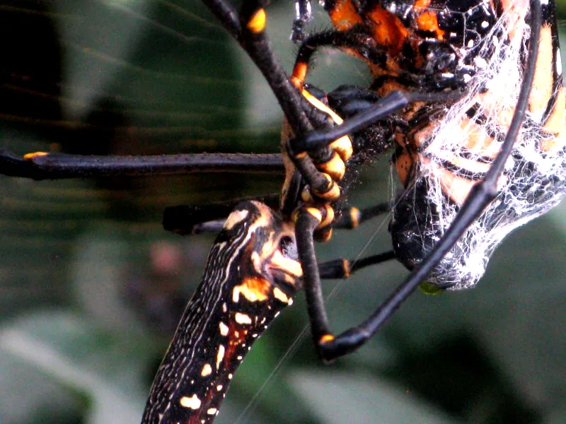 18442 tarantula spider health