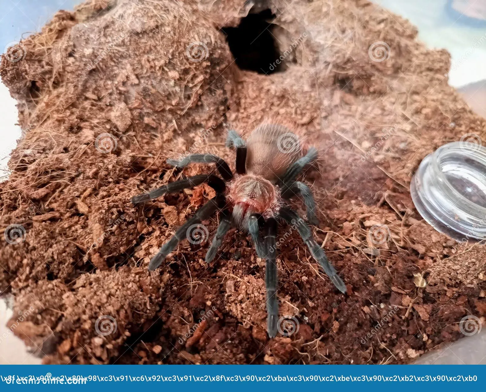 18442 tarantula spider molting