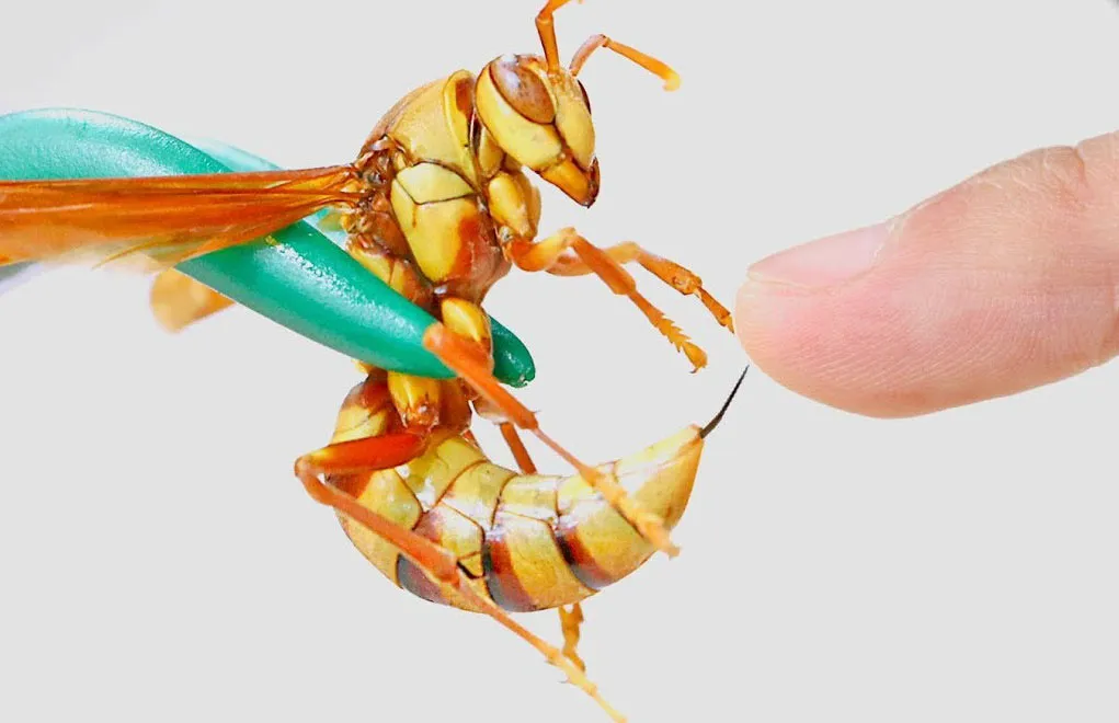 18448 first aid sting