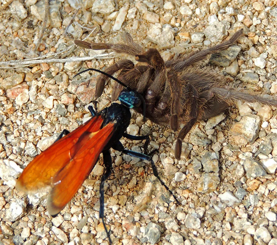 18448 tarantula wasp