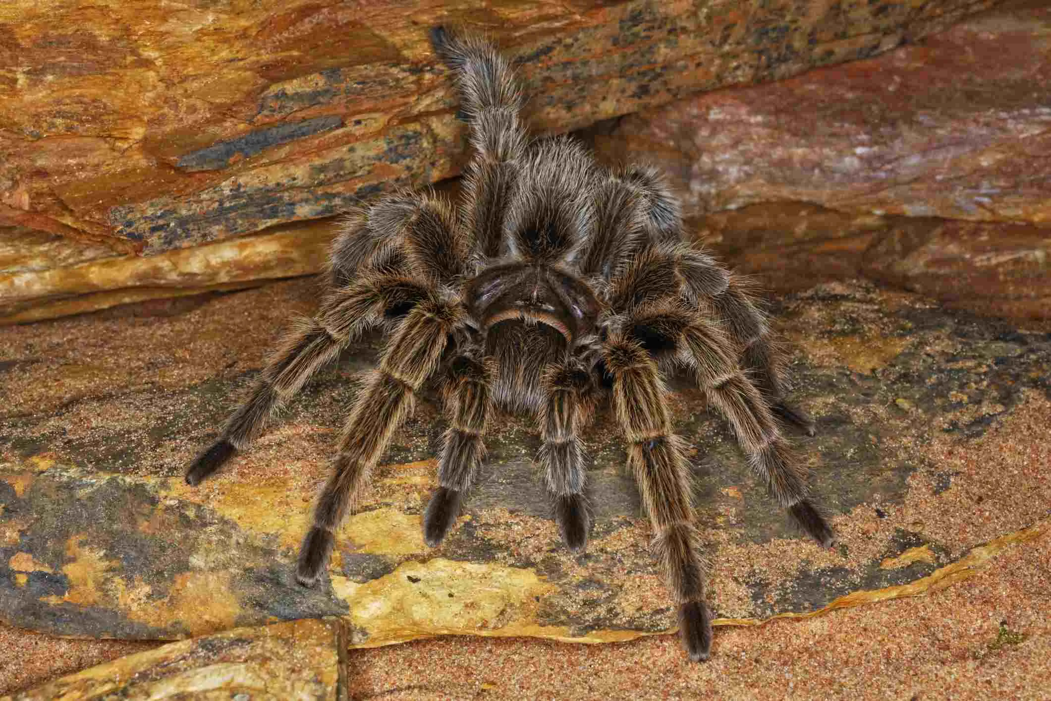 18451 curly hair tarantula