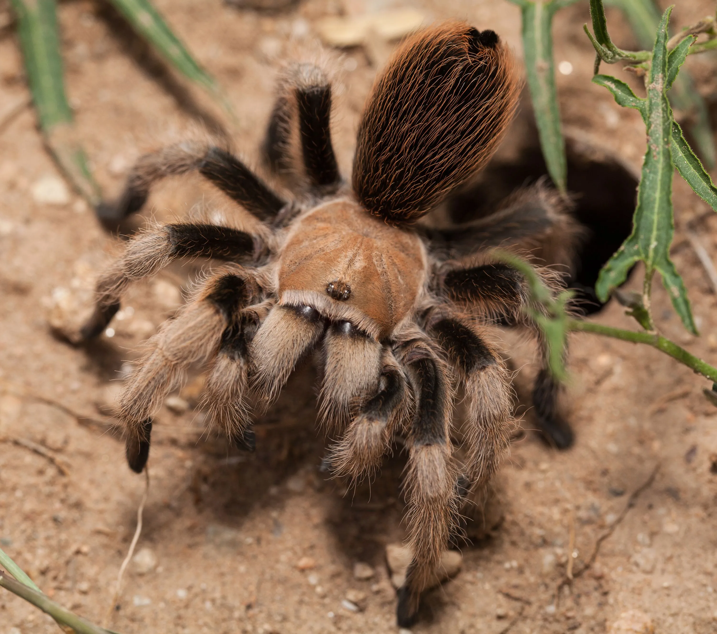 /img/18451-tarantula-handling.webp