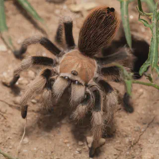 /img/18451-tarantula-handling.webp