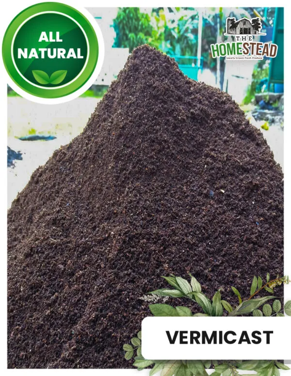 18452 vermicast tarantula 1