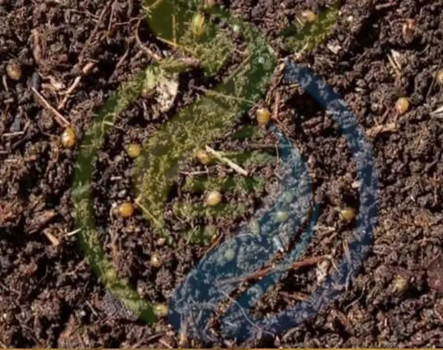 18452 vermicast tarantula 2