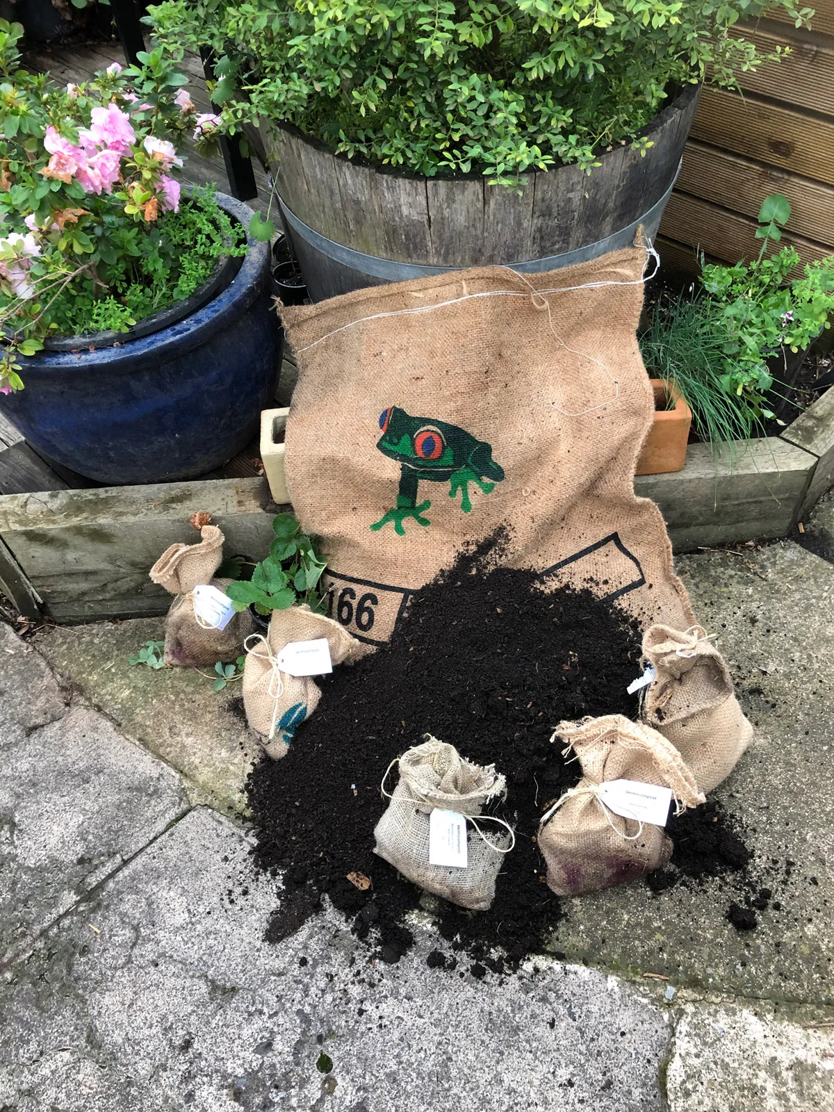 18452 vermicast tarantula 4