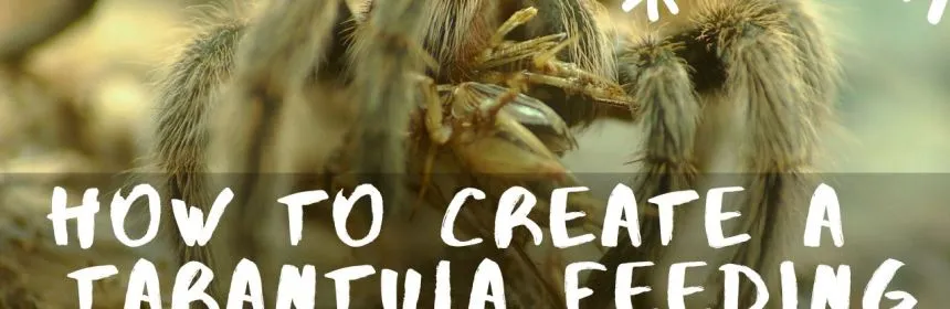 18454 tarantula adult