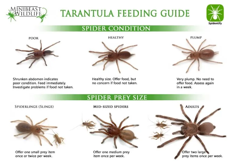 18454 tarantula feeding mistakes