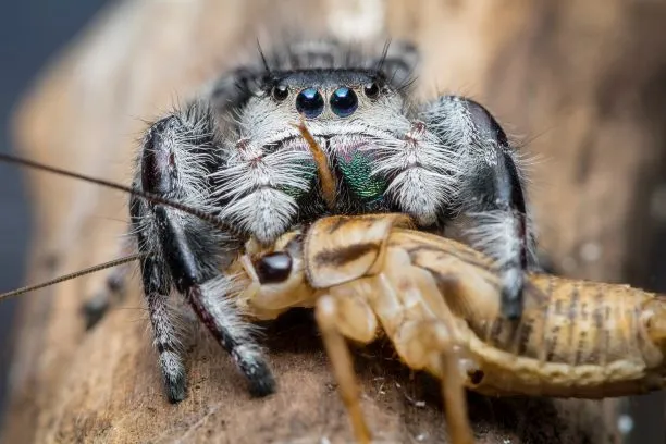 18454 tarantula spiderling