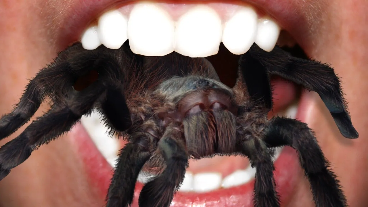 18454 tarantula underfeeding
