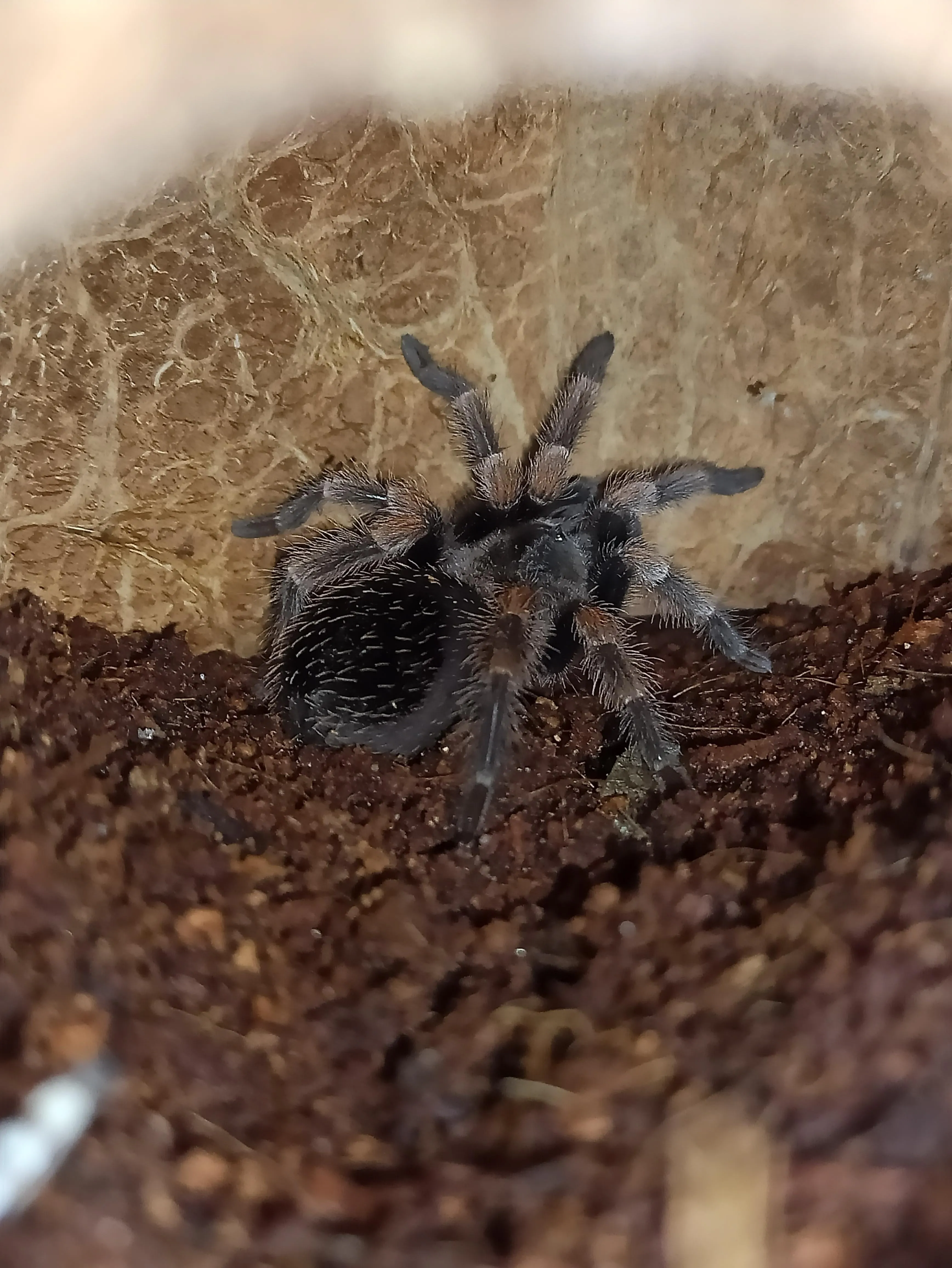 18455 healthy tarantula