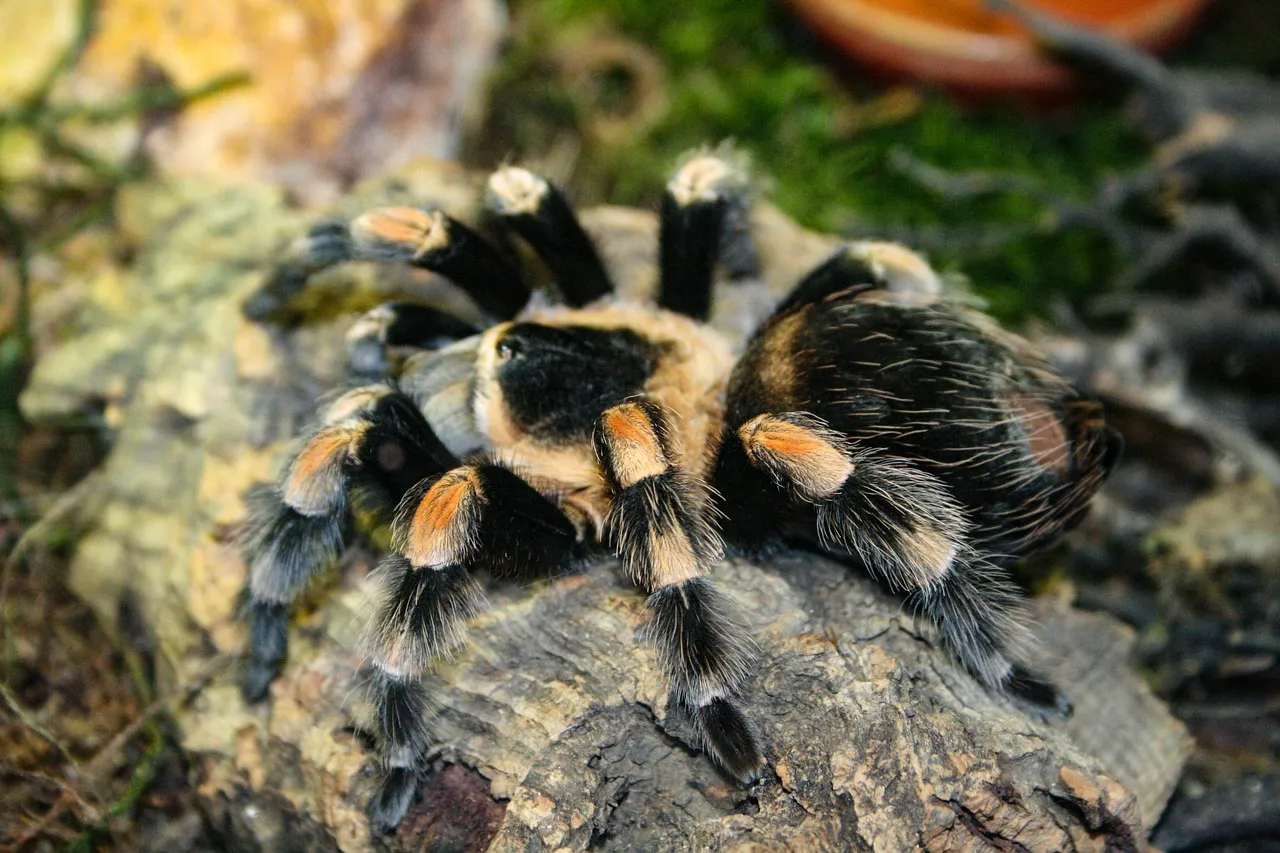 18455 tarantula molting