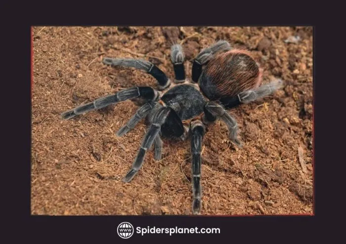 /img/18455-tarantula-species.webp