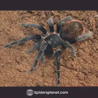 /img/18455-tarantula-species.webp