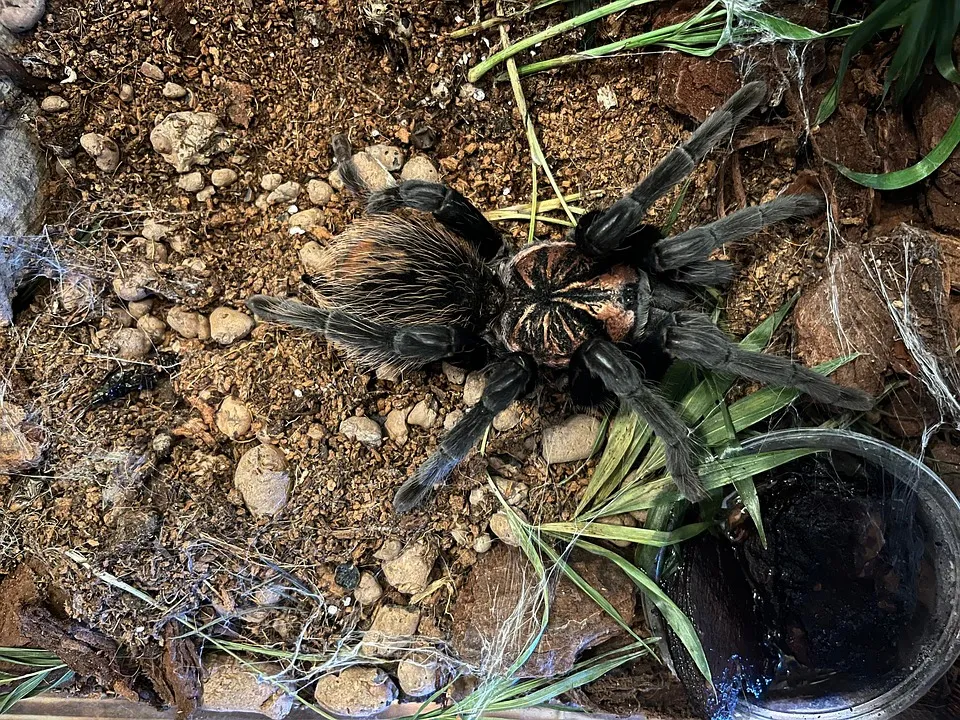 18457 laba laba tarantula closeup