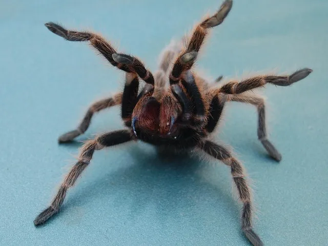 18457 minyak laba laba tarantula aplikasi