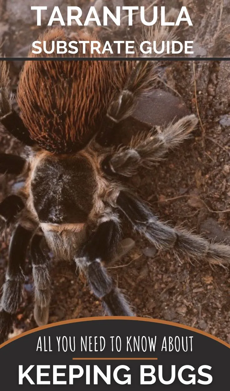 18458 watering tarantula