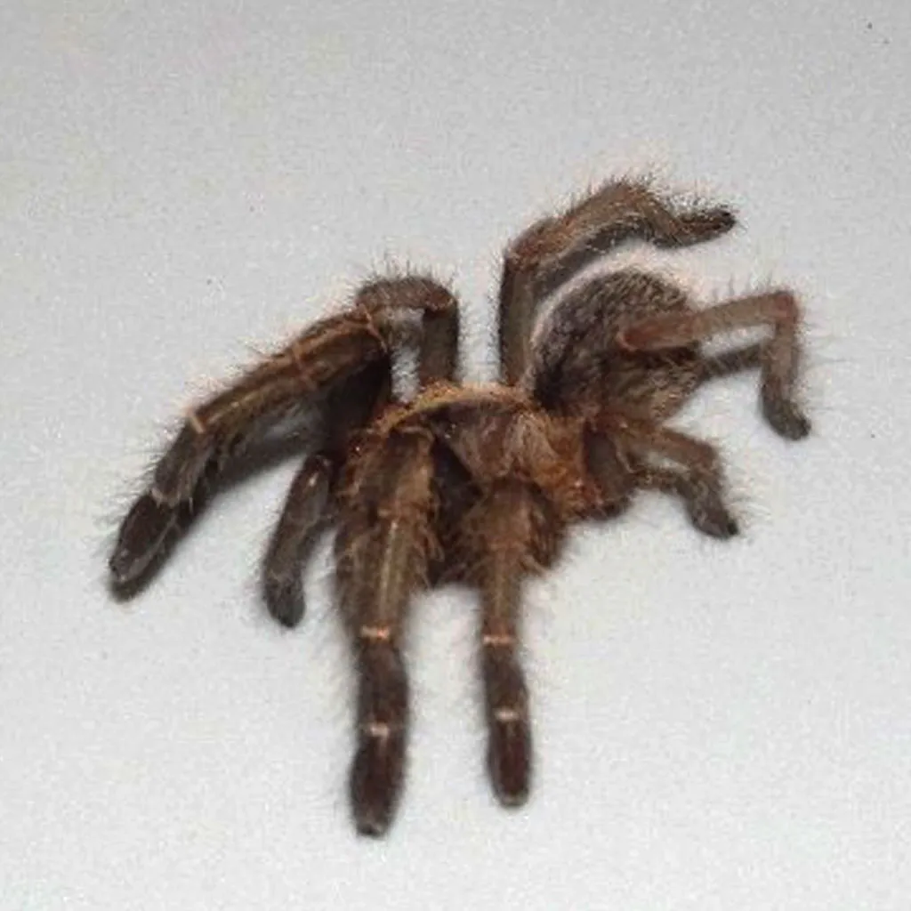 /img/18463-black-and-gold-tarantula-breeding.webp