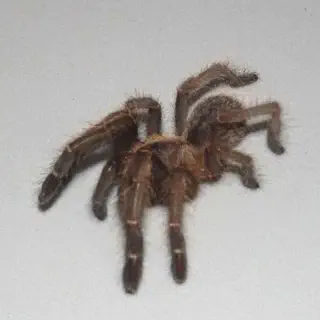 /img/18463-black-and-gold-tarantula-breeding.webp