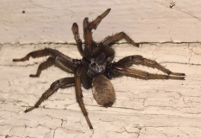 18464 huntsman spider habitat