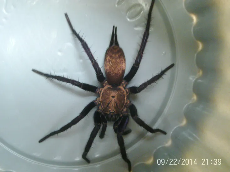 18464 huntsman spider size