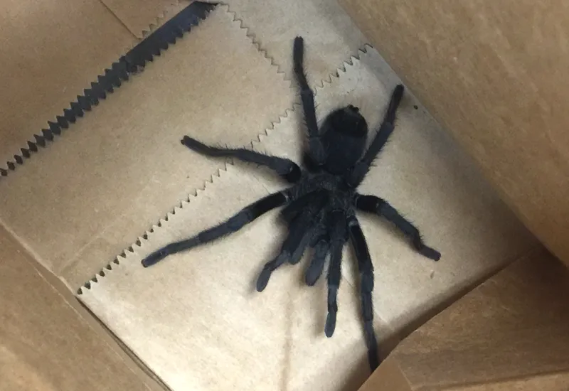 18464 huntsman spider