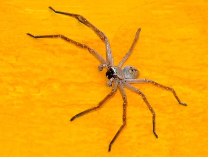 18464 tarantula habitat