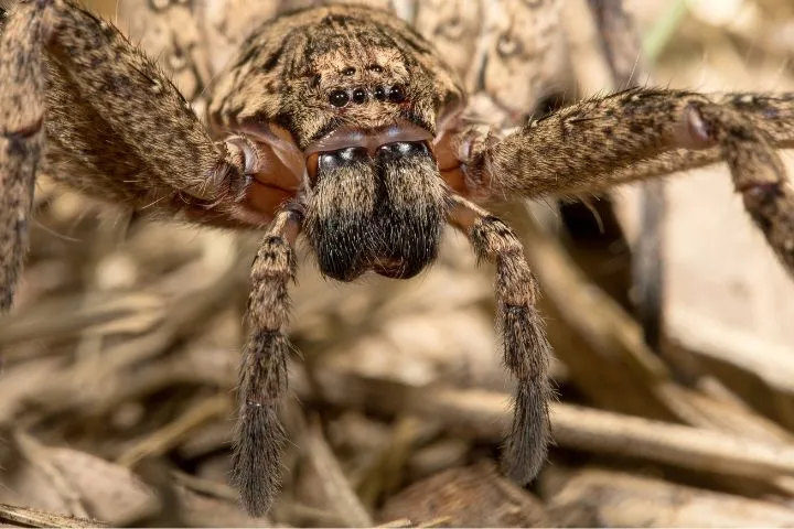 18464 tarantula size