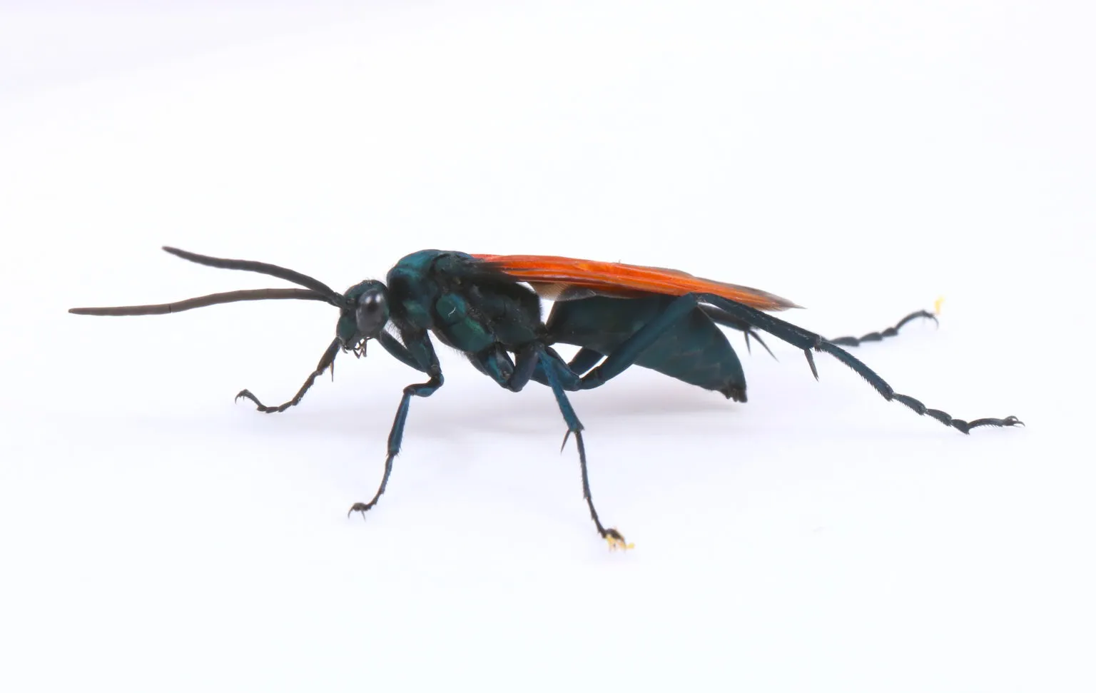 18467 tarantula hawk georgia conservation