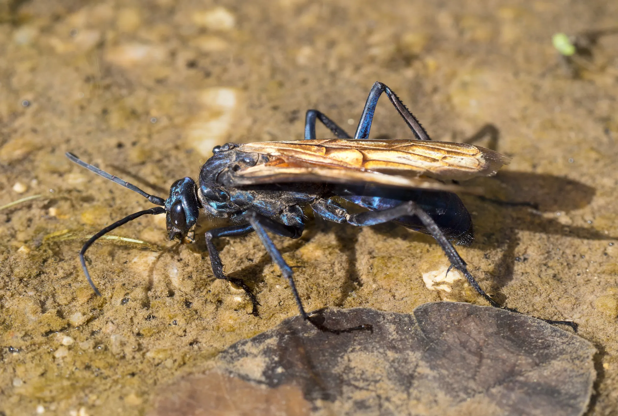 18467 tarantula hawk georgia diet