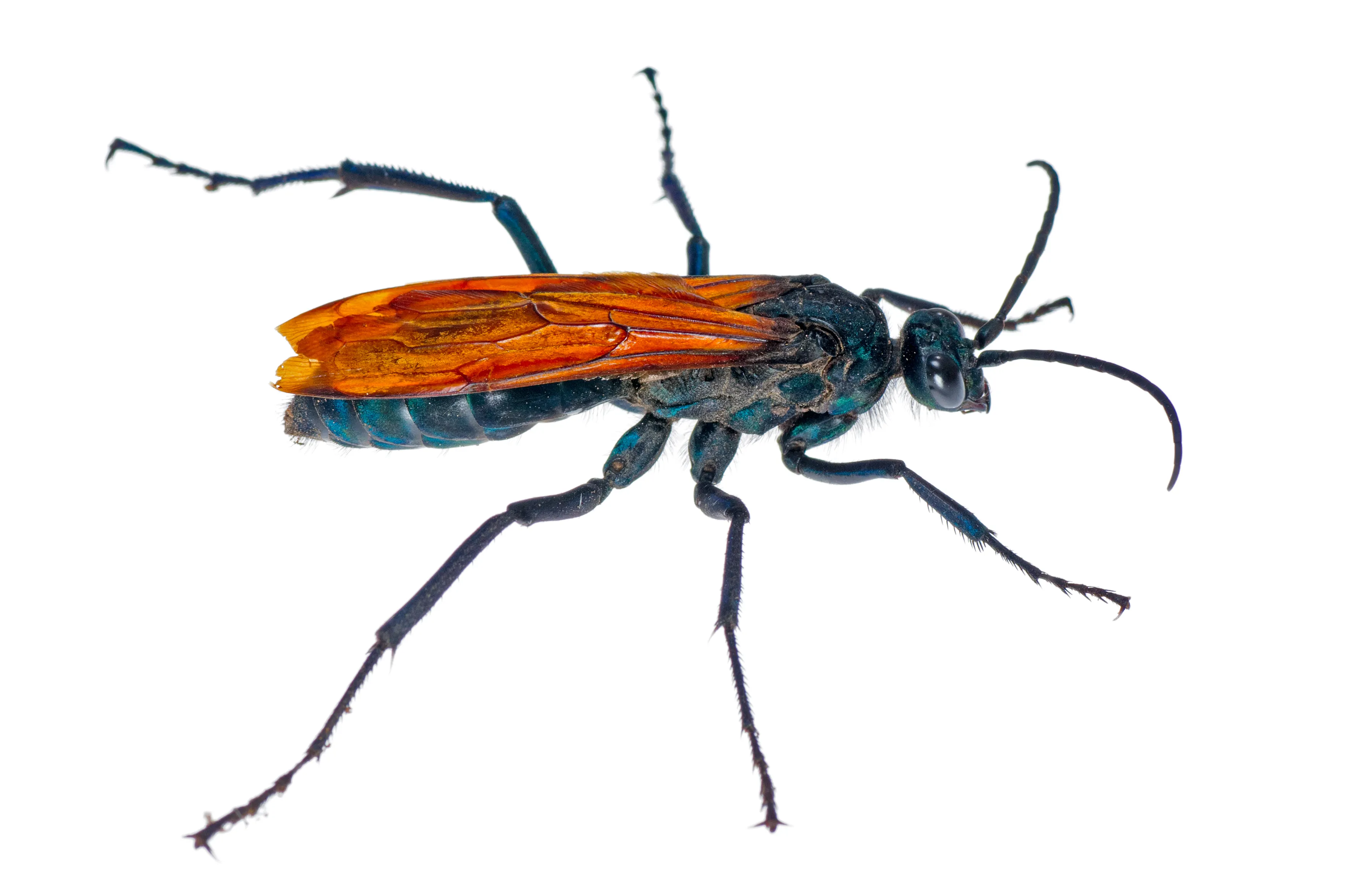18467 tarantula hawk georgia identification