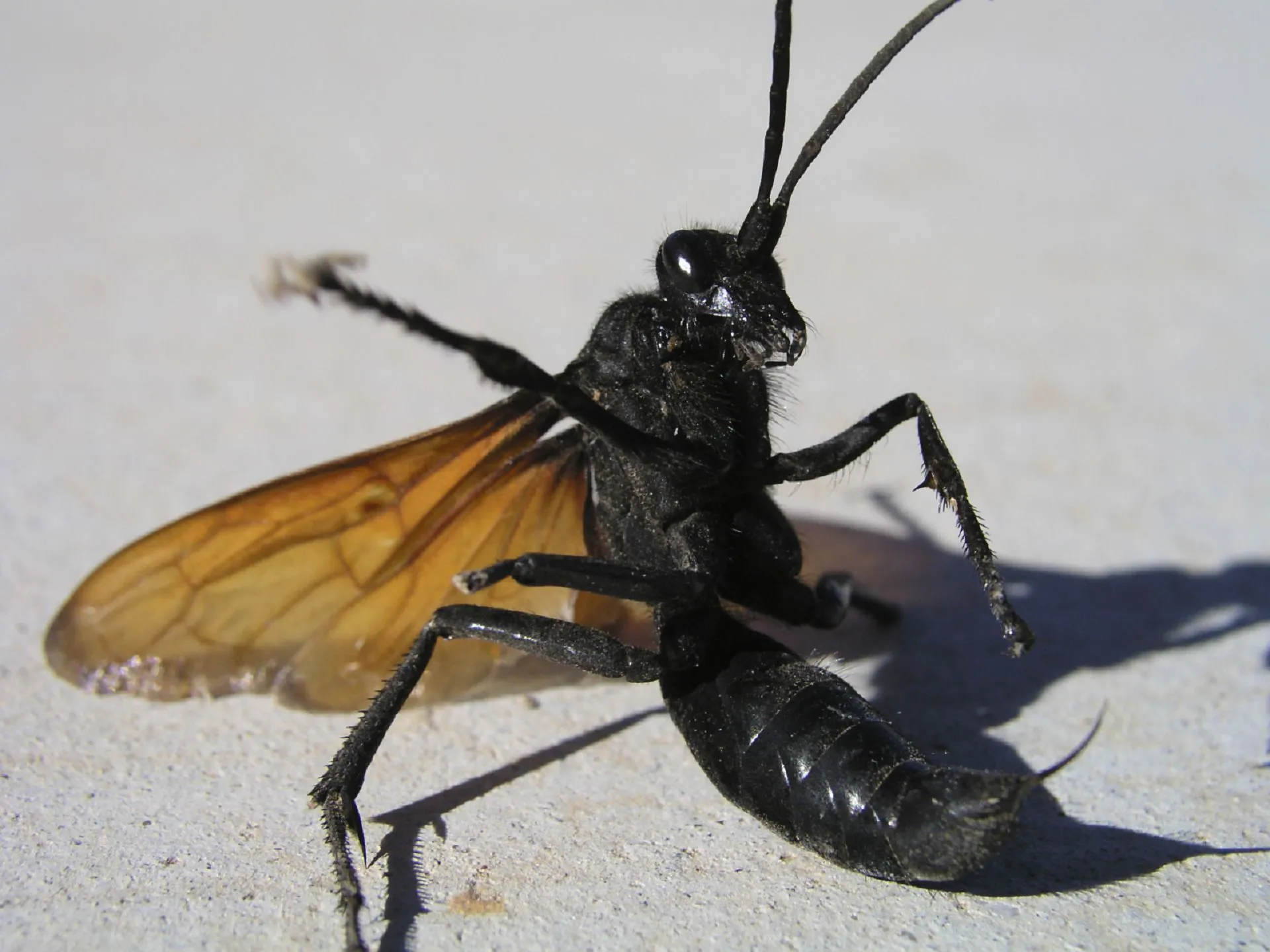 /img/18467-tarantula-hawk-georgia-wings.webp