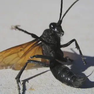/img/18467-tarantula-hawk-georgia-wings.webp