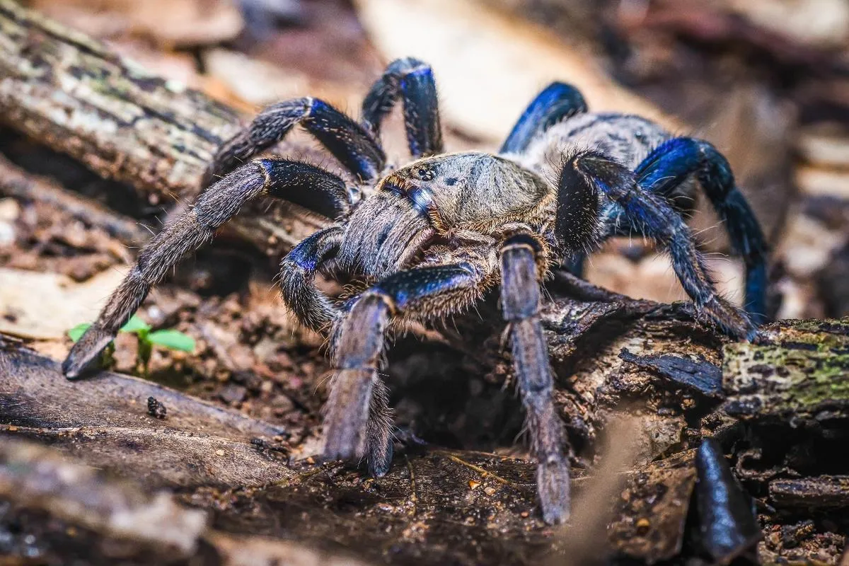 18468 blue tarantula feeding